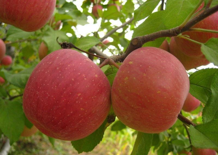 1449535067977509.jpg 1.jpg